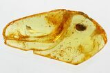 Detailed Fossil Marsh Beetle (Scirtidae) in Baltic Amber #346599-1